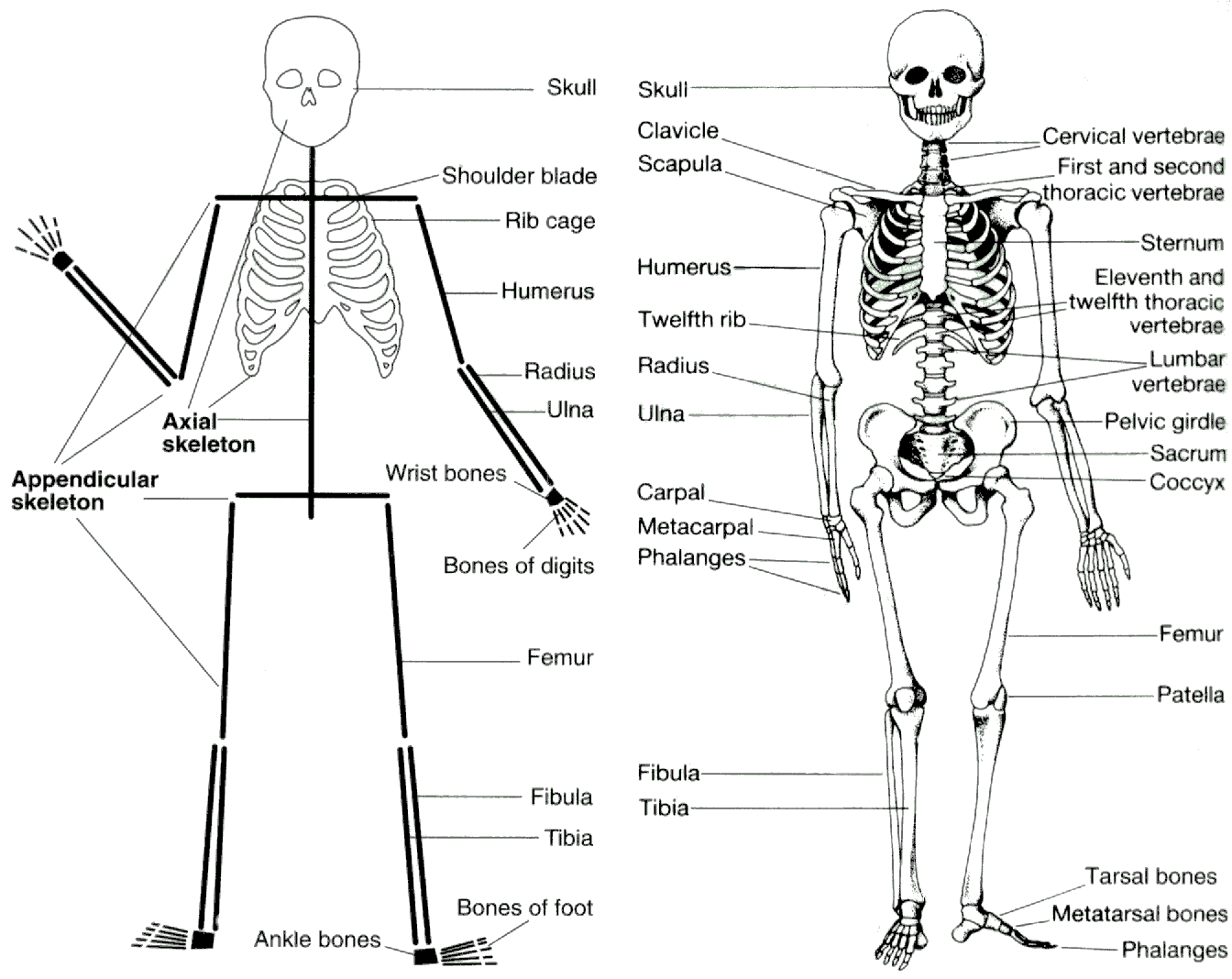 Human skeleton Part 3